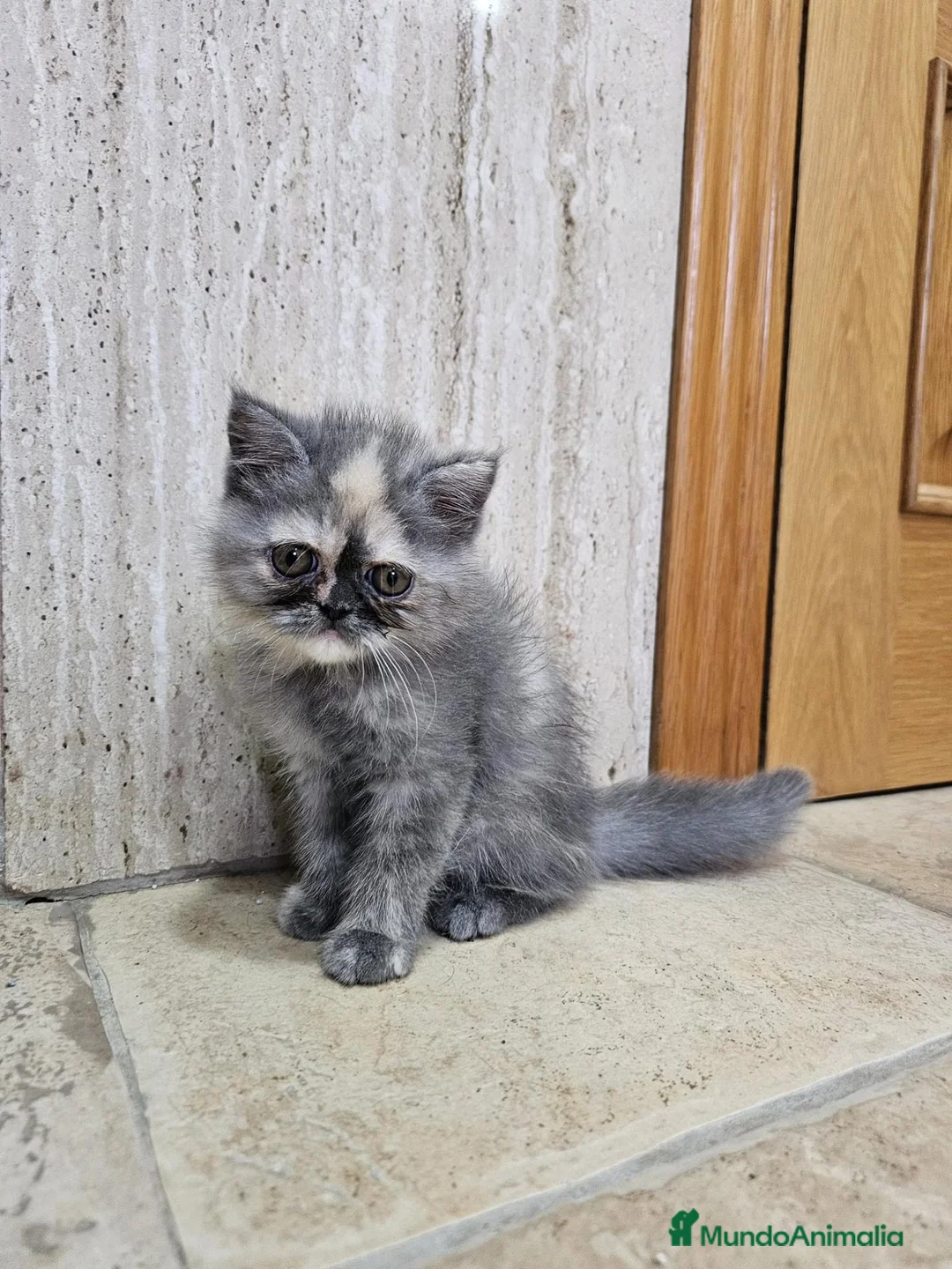 Exótico de Pelo Corto gatos en venta: Hembra exótica  - Anuncio 1