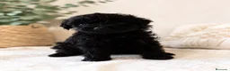 Caniche Toy perros en venta: Caniches toy disponibles!!🐶🐾 en Cádiz - Anuncio 3