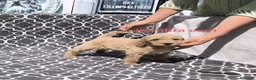 Caniche Gigante perros en venta: Caniches gigantes  - Anuncio 2