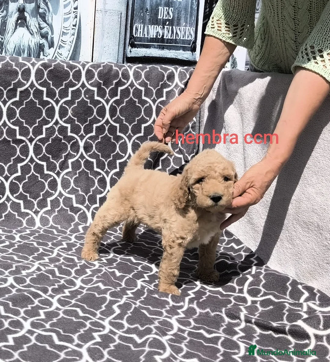 Caniche Gigante perros en venta: Caniches gigantes  - Anuncio 2
