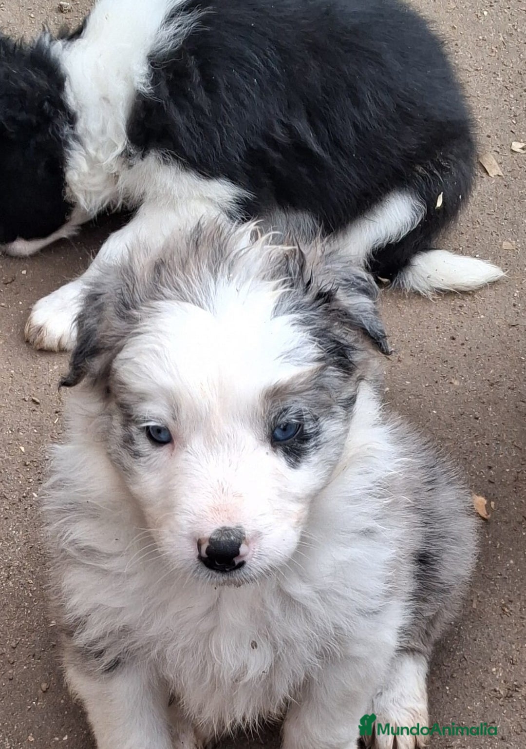 Border Collie perros en venta: Boder collie Getafe  - Anuncio 3