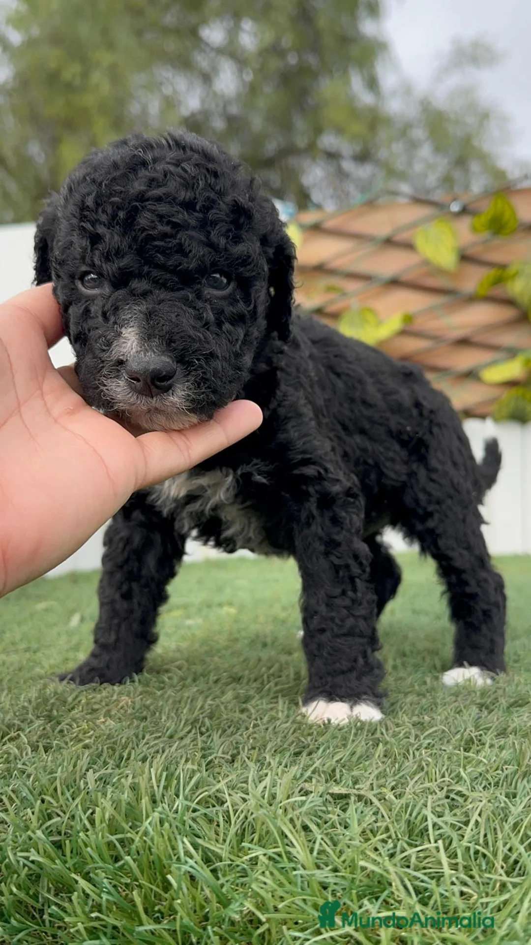 Perro de Agua Español perros en venta: PERRO DE AGUA HEMBRA - Anuncio 11