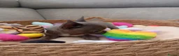 Chihuahua perros en venta: Chihuahua  - Anuncio 3