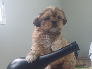 Shih Tzu perros - Anuncio 3