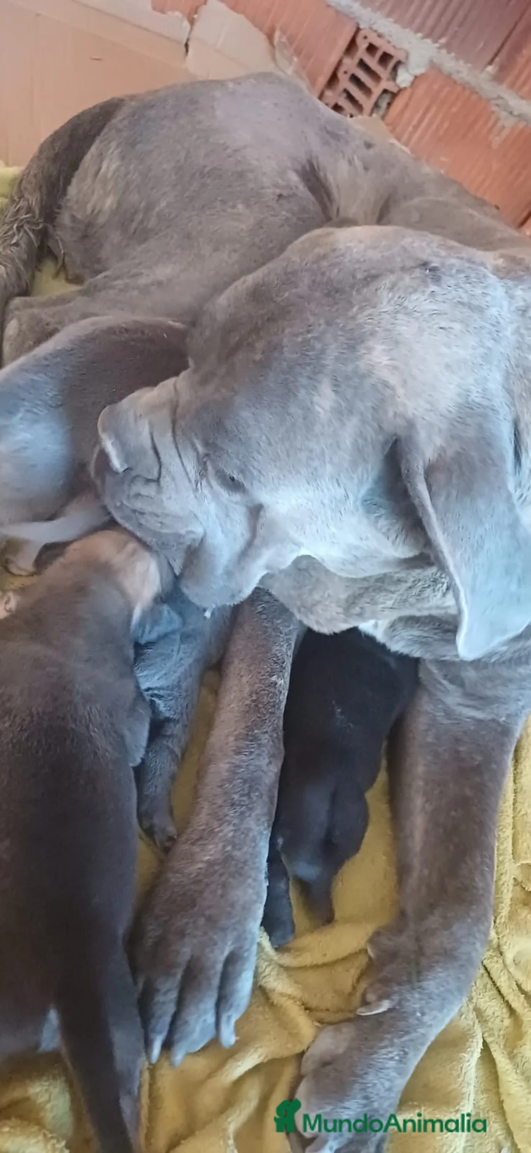 Cane Corso perros en venta: Cachorros de Cane corso - Anuncio 1