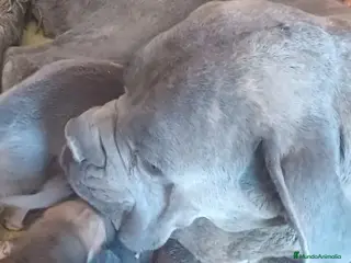 Cane Corso perros Cachorros de Cane corso - Anuncio 2