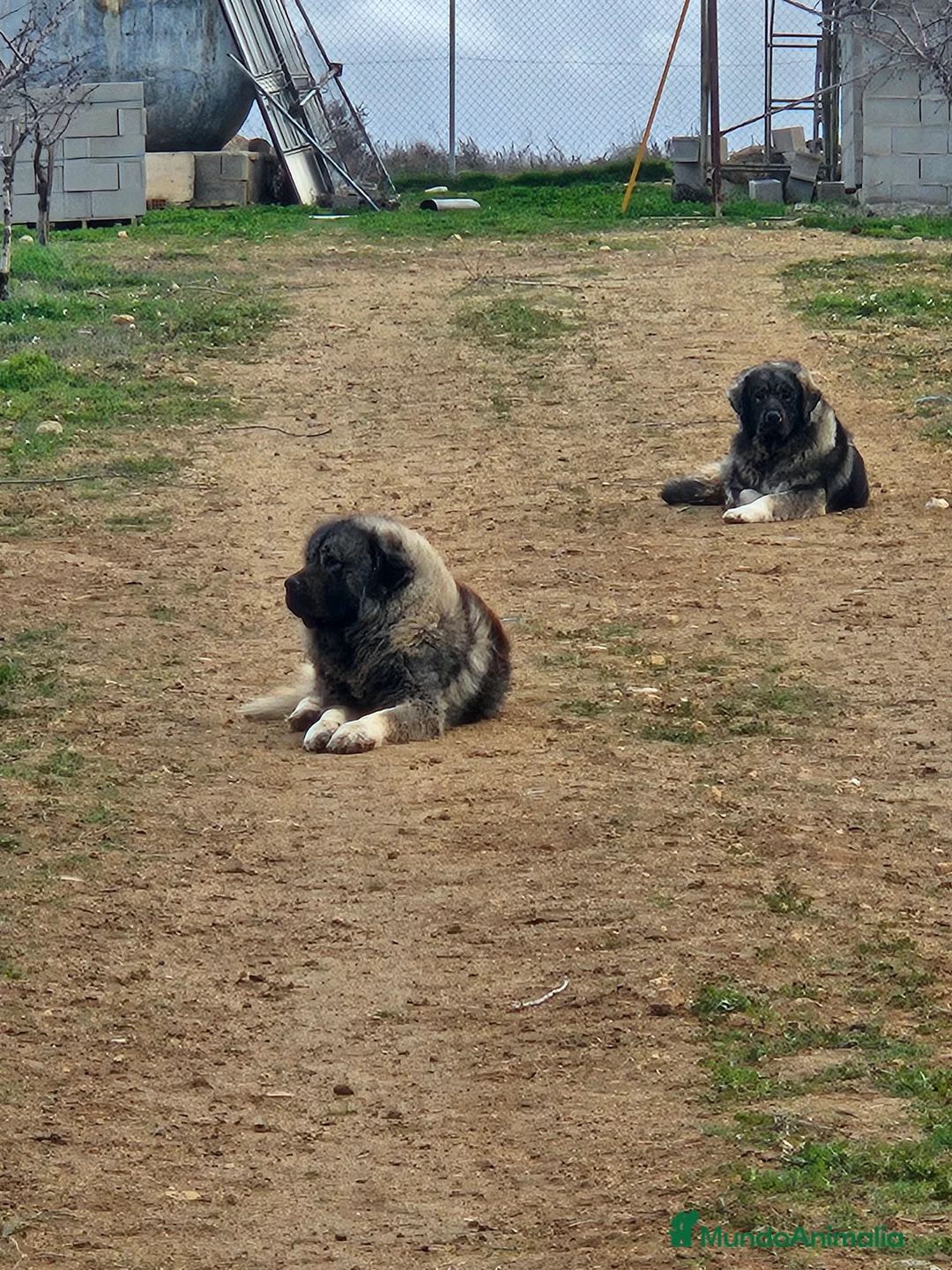 Pastor del Cáucaso perros en venta: Cachorro de pastor del caucaso - Anuncio 2