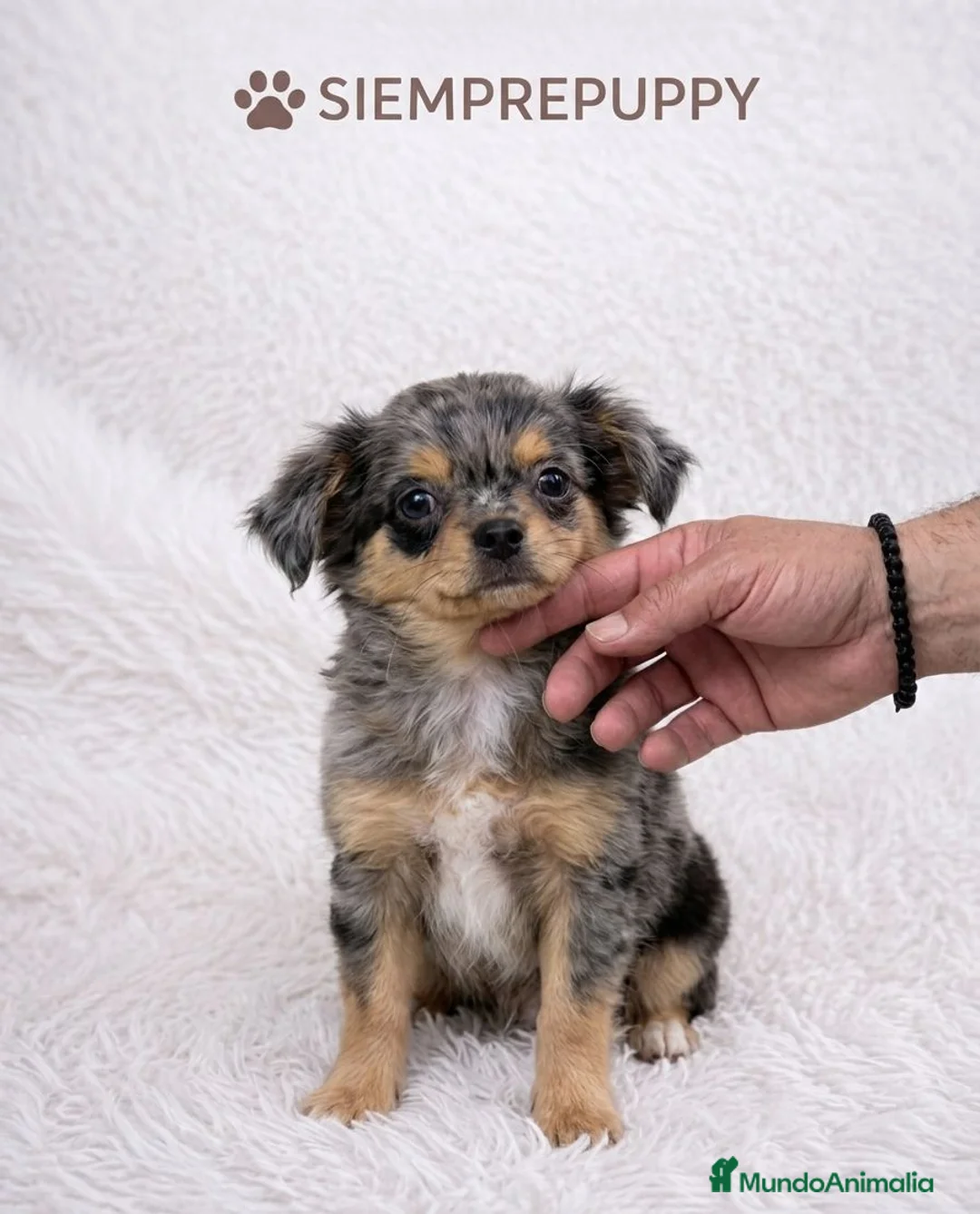 Chihuahua perros en venta: CHIHUAHUA MERLE PELO LARGO - Anuncio 1