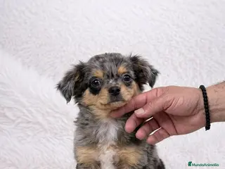 Chihuahua perros CHIHUAHUA MERLE PELO LARGO - Anuncio 4