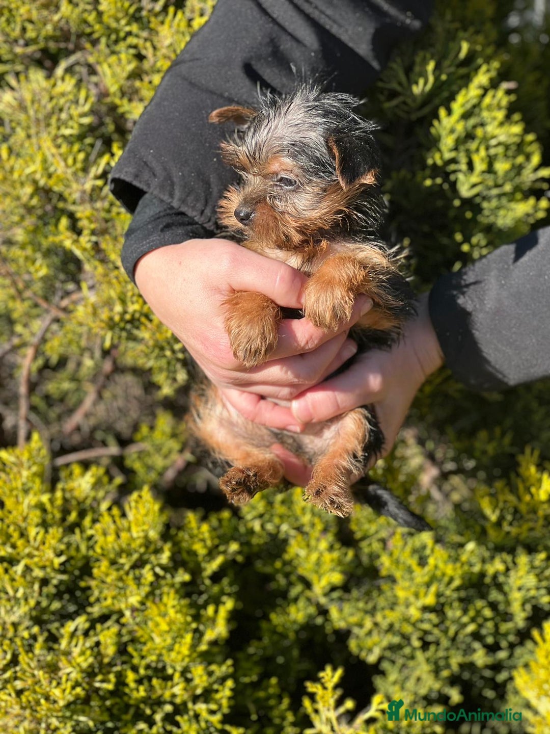 Yorkshire Terrier perros en venta: Yorkshire hembra micro  en Barcelona - Imagen 5