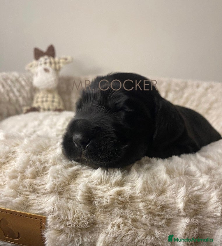 Cocker Spaniel Inglés perros Cocker Spaniel Ingés, cachorros - Anuncio 7