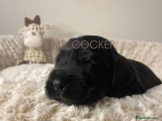 Cocker Spaniel Inglés perros Cocker Spaniel Ingés, cachorros - Anuncio 5