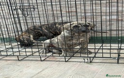 Dogo Canario perros en venta: Cachorras de presa canario  - Imagen 6