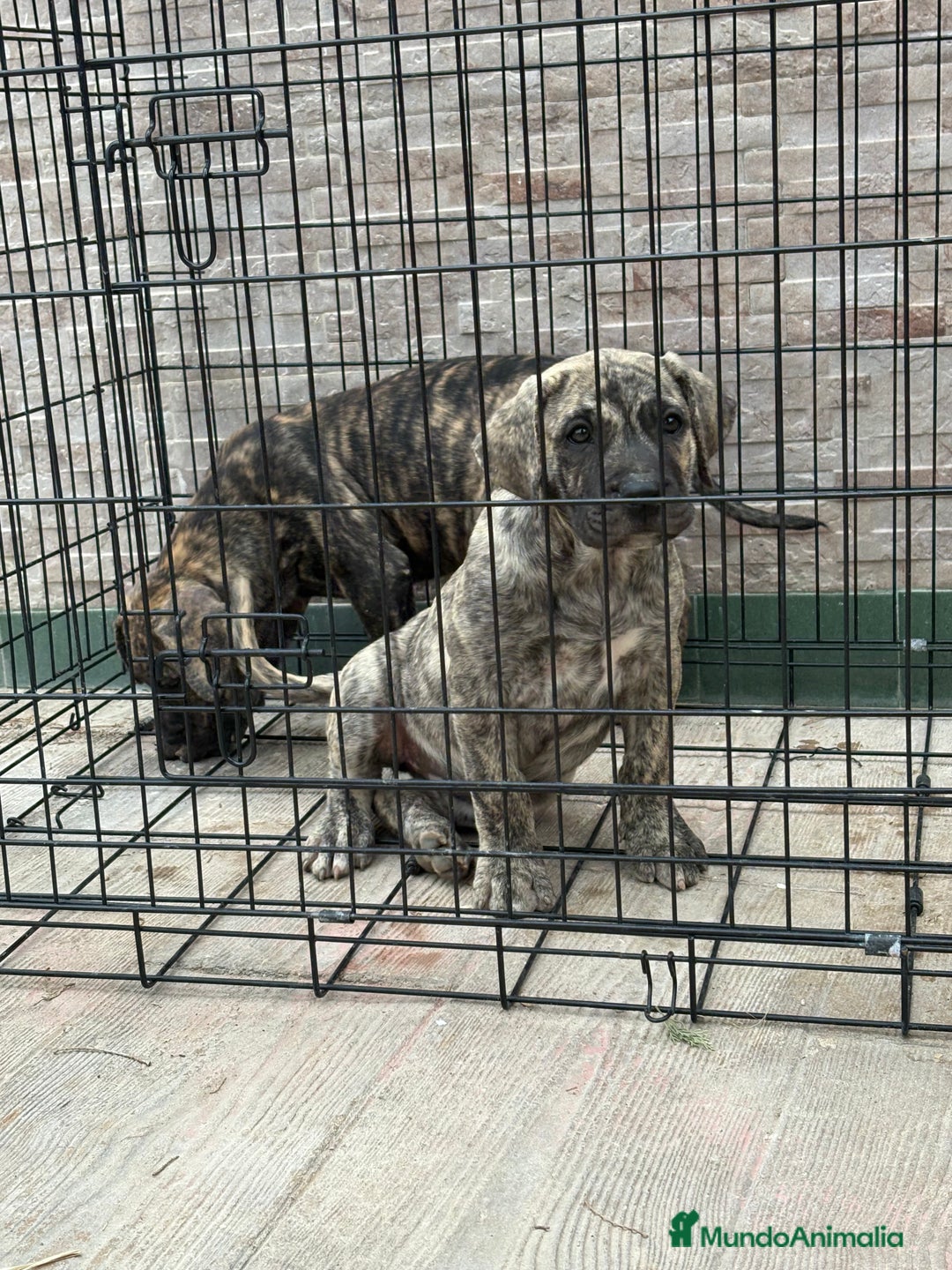 Dogo Canario perros en venta: Cachorras de presa canario  - Imagen 6