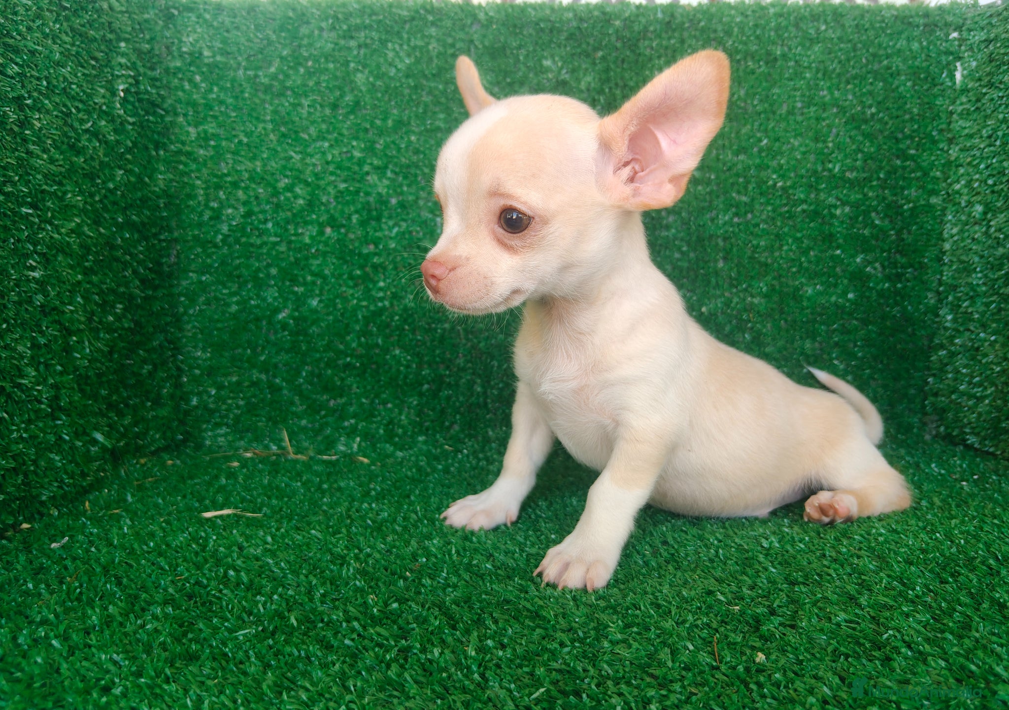 Chihuahua perros en venta: Chihuahua  - Anuncio 10