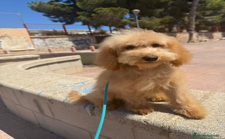 Caniche Toy perros - Anuncio 1