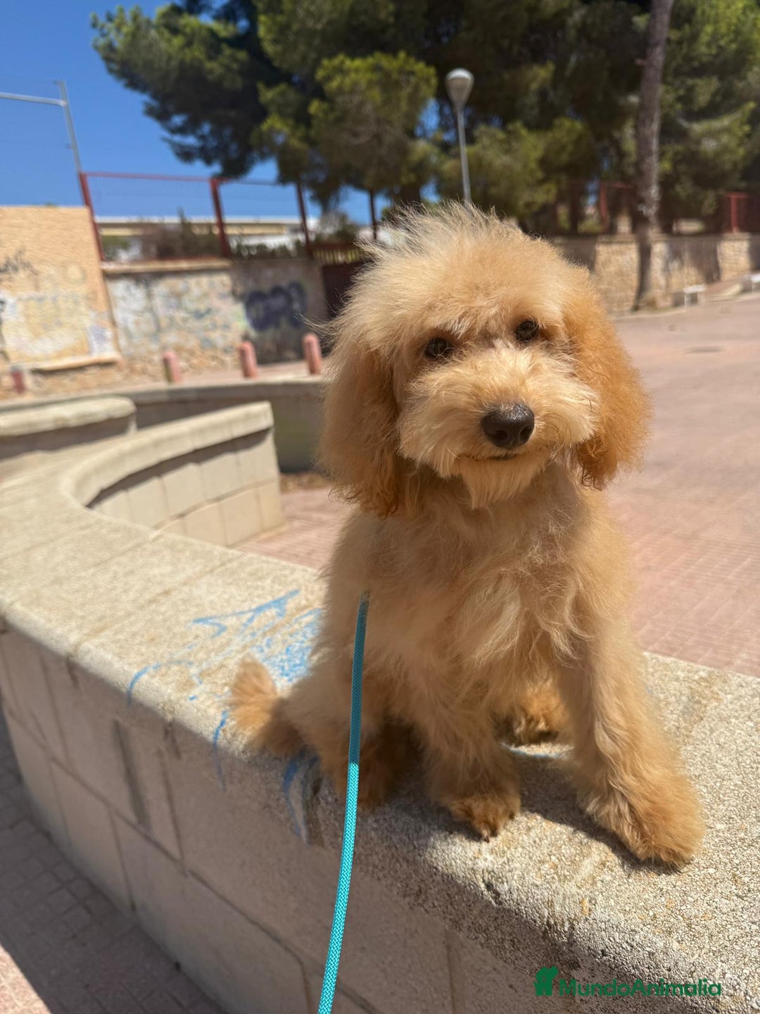 Caniche Toy perros en venta: MACHO APRICOT PRECIO REAL - Imagen 1