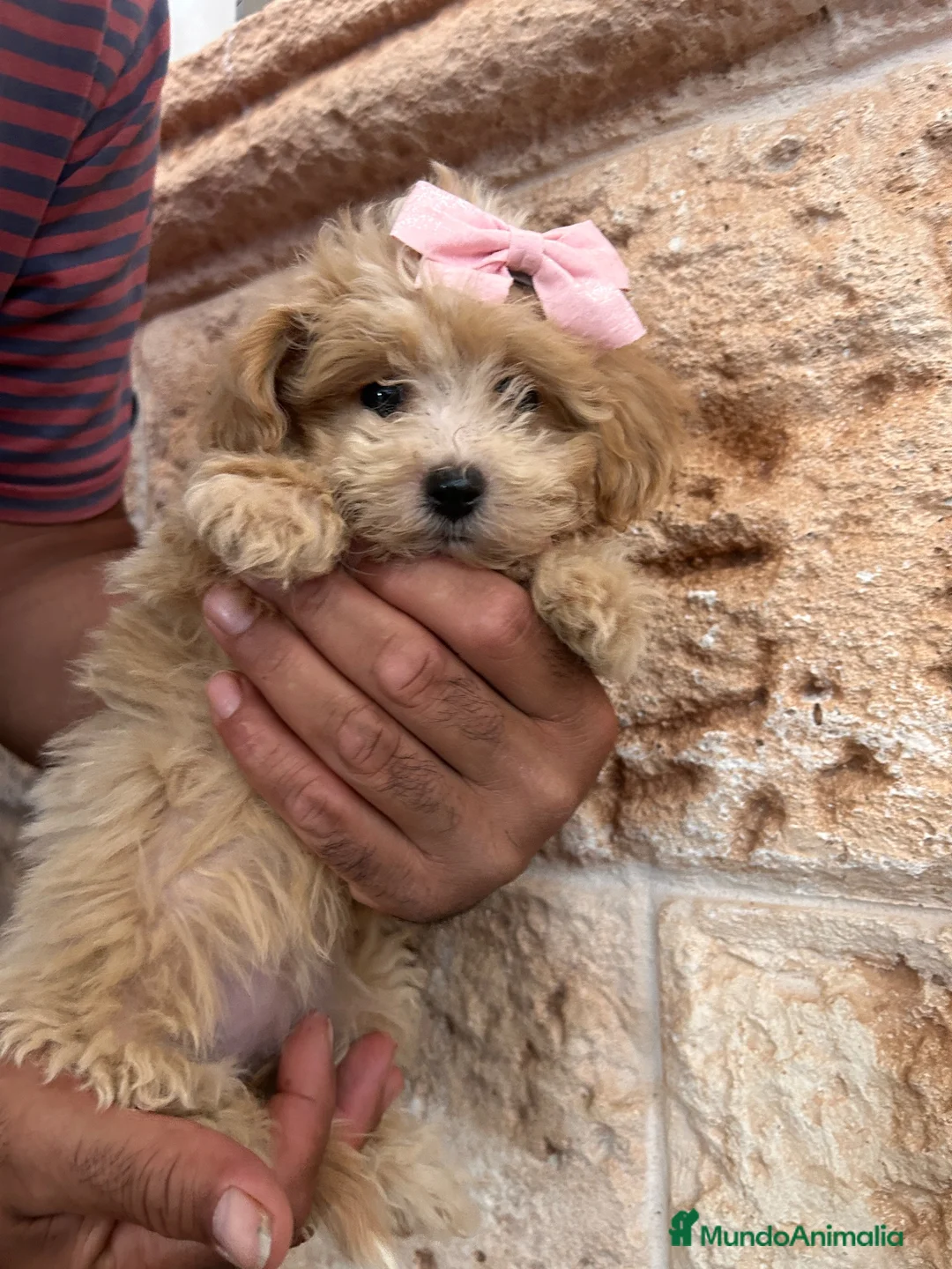 Maltipoo perros en venta: Maltipoo 628789235 - Anuncio 1