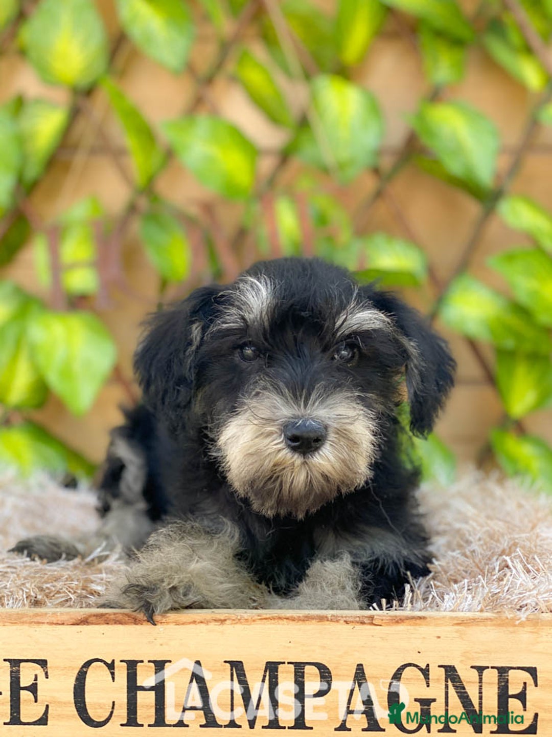 Schnauzer Miniatura perros en venta: Camada de Argenta  - Imagen 2