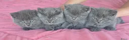 Británico de Pelo Corto Azul gatos en venta: Gatcot.com - Anuncio 3