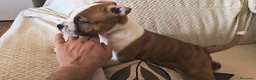American Staffordshire-Terrier perros en venta: American staffordshire Terrier  - Anuncio 5