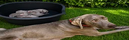 Weimaraner perros en venta: Bracos de Weimar magníficos - Anuncio 11