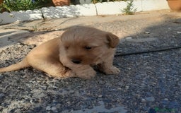 Labrador Retriever perros en venta: LABRADOR - Imagen 5