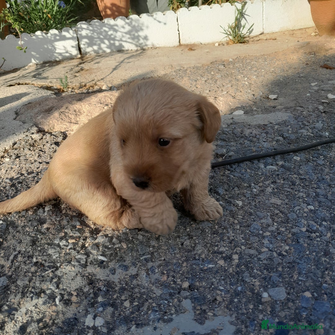 Labrador Retriever perros en venta: LABRADOR - Imagen 5