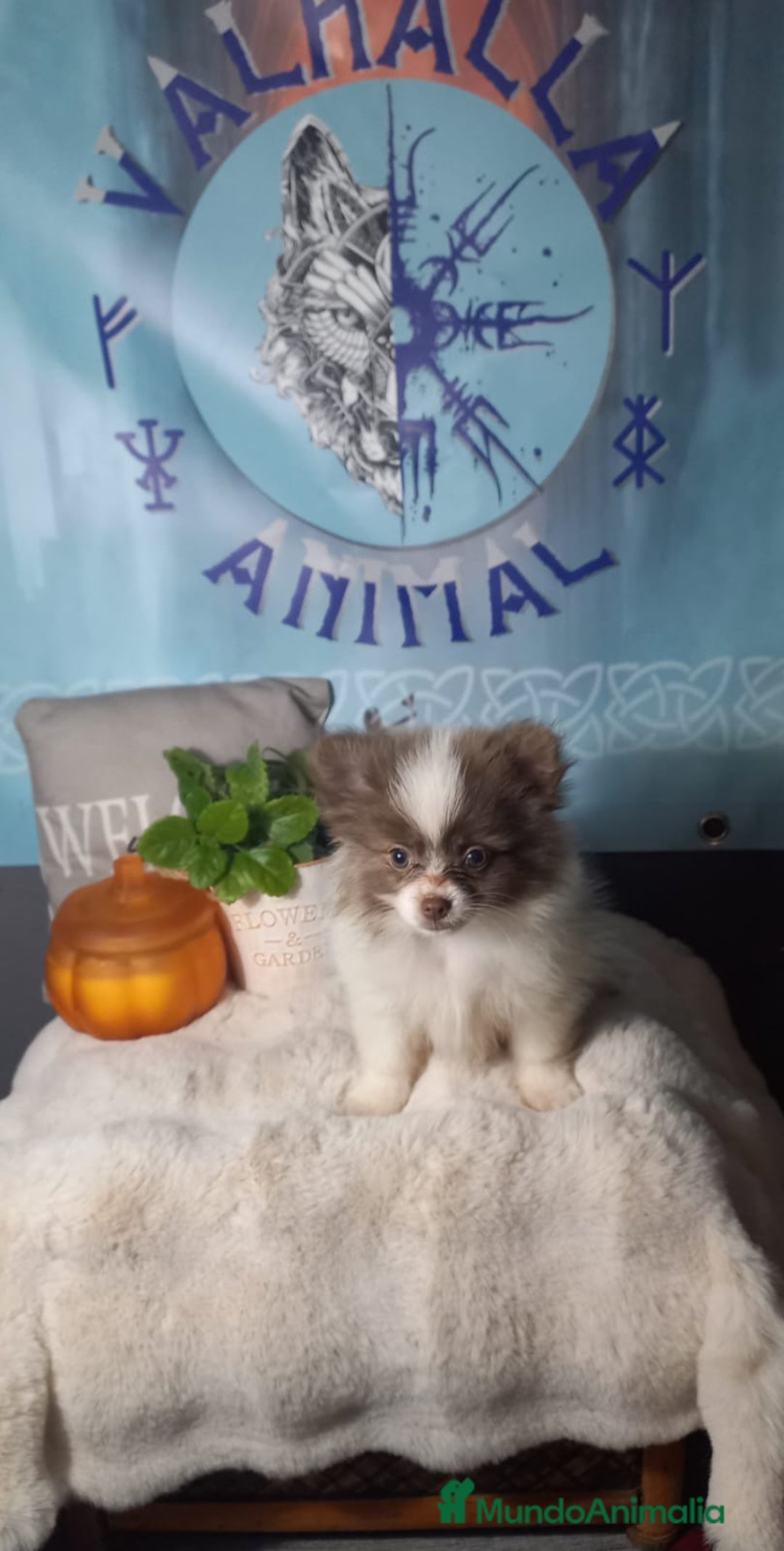 Pomchi perros en venta: Pomchi macho chocolate y blanco  - Imagen 5