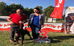 Rottweiler perros en venta: ROTTWEILER DE 8 MESES DISPONIBLE  - Imagen 1