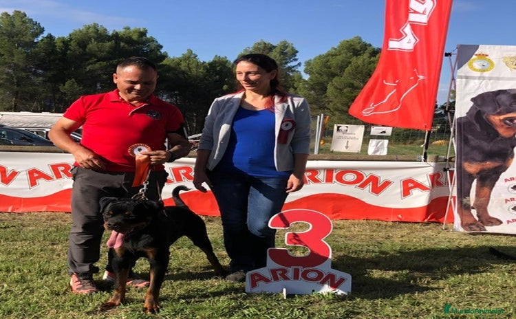 Rottweiler perros - Anuncio 1