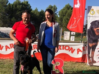 Rottweiler perros - Anuncio 2