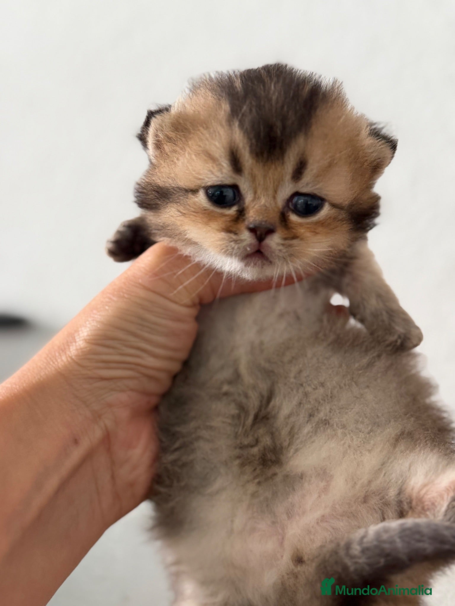 Munchkin gatos Munchkin hembra  - Anuncio 1