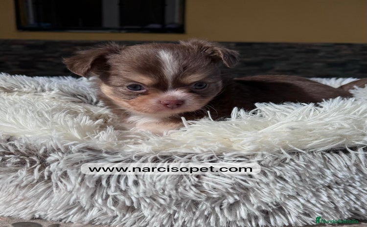 Chihuahua perros - Anuncio 4