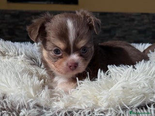 Chihuahua perros - Anuncio 17