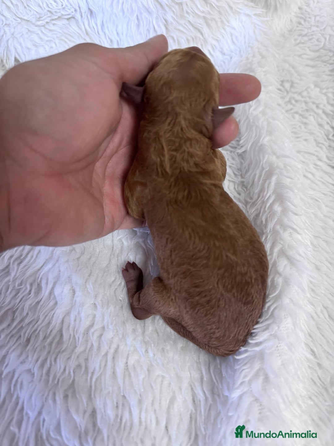 Caniche Toy perros en venta: CANICHE TOY HEMBRA - Imagen 1