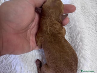 Caniche Toy perros - Anuncio 1