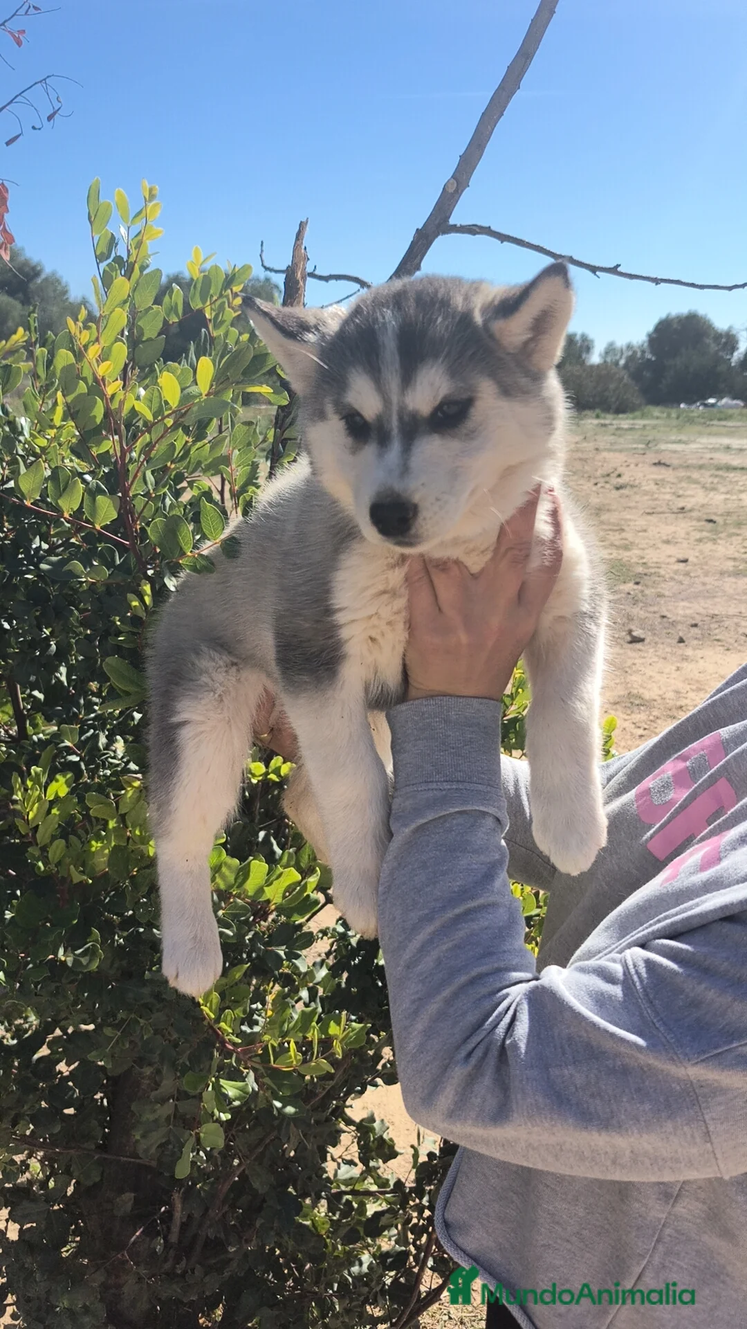 Husky Siberiano perros en venta: Husky SIBERIANO  - Anuncio 2