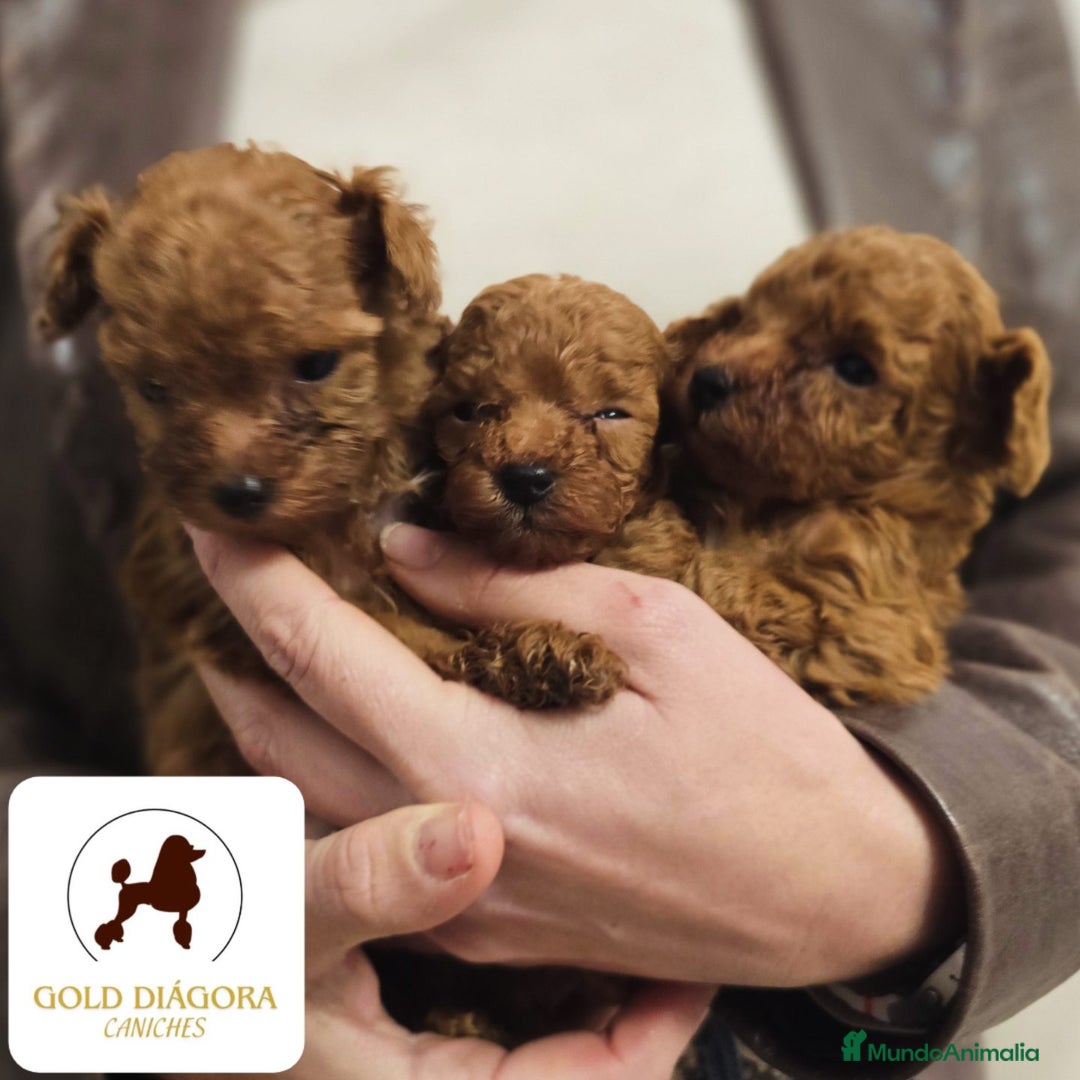 Caniche Toy perros en venta: Caniche rojo toy - Anuncio 7