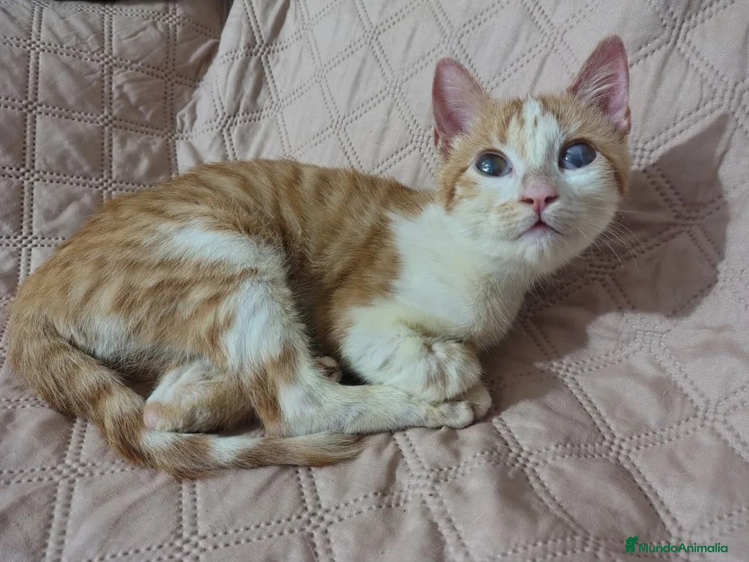 Europeo de Pelo Corto gatos en adopcion: LILO, BUSCA HOGAR - Anuncio 1
