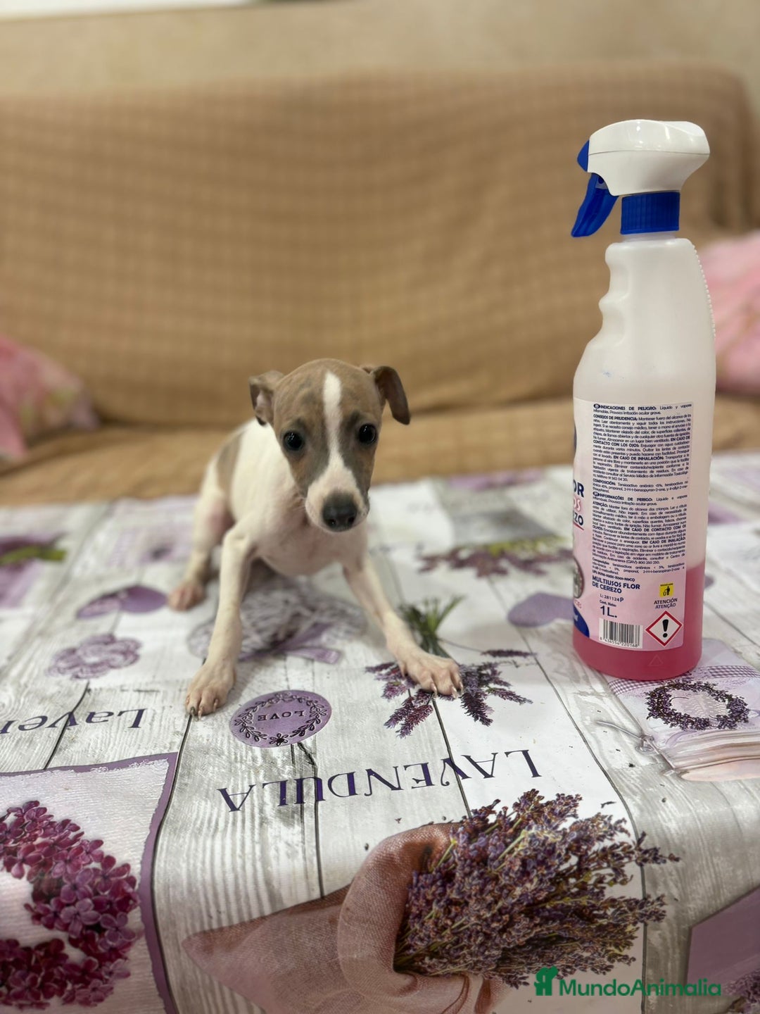 Pequeño Lebrel Italiano perros en venta: Lebrel italiano  - Imagen 10