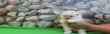 Pomerania Cachorro 5