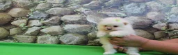 Pomerania perros en venta: POMERANIA  LINEA TOY   MUY CHATO - Anuncio 9