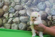 Pomerania Cachorro 5