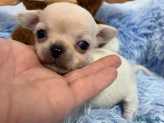 Chihuahua perros Chihuahuas miniaturas en Barcelona - Anuncio 7