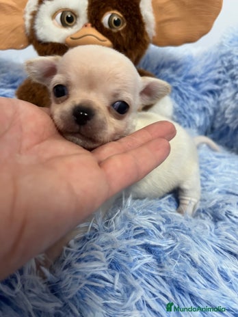 Chihuahua perros en Barcelona - Anuncio 5