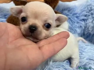 Chihuahua perros Chihuahuas miniaturas en Barcelona - Anuncio 9