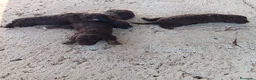 Perro de Agua Español perros en venta: Perro de agua chocolate  - Anuncio 6