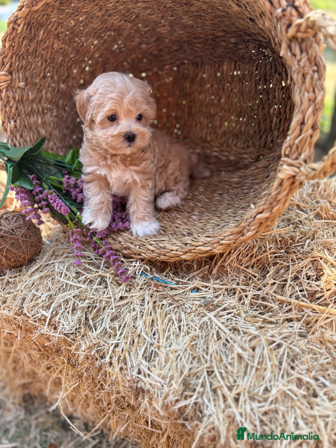 Maltipoo perros en venta: Maltipoo toy muy bonitos !!! - Anuncio 20