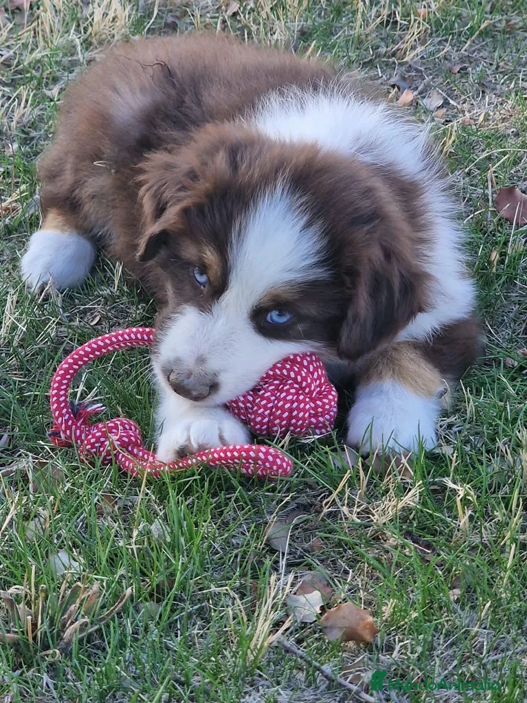 Pastor Miniatura Americano perros en venta: Pastor Americano miniatura en Segovia - Anuncio 2